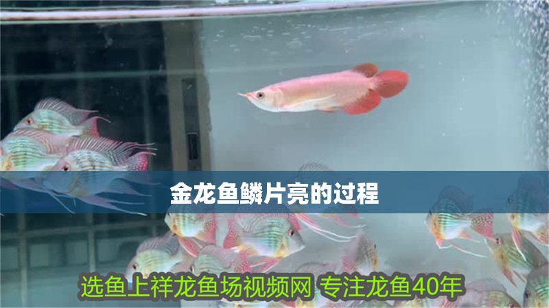 金龍魚鱗片亮的過程 金龍魚鱗片亮的過程 龍魚百科 第2張