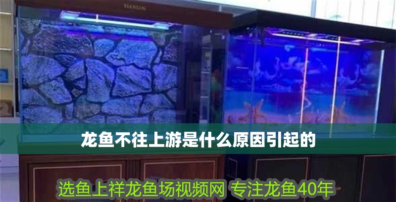龍魚不往上游是什么原因引起的