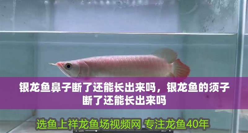 銀龍魚鼻子斷了還能長(zhǎng)出來嗎，銀龍魚的須子斷了還能長(zhǎng)出來嗎