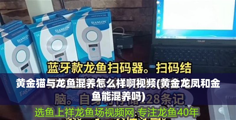 黃金貓與龍魚混養(yǎng)怎么樣啊視頻(黃金龍鳳和金魚能混養(yǎng)嗎)