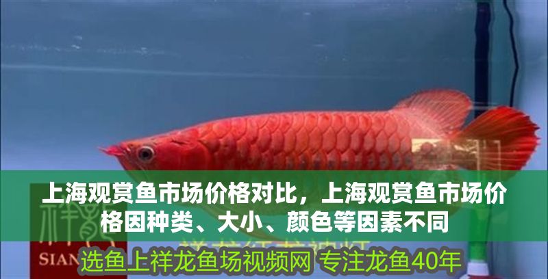 上海觀賞魚市場價格對比,上海觀賞魚市場價格因種類、大小、顏色等因素不同 虎魚百科 第1張 上海觀賞魚市場價格對比,上海觀賞魚市場價格因種類、大小、顏色等因素不同 上海觀賞魚市場價格對比,上海觀賞魚市場價格因種類、大小、顏色等因素不同 虎魚百科 第1張