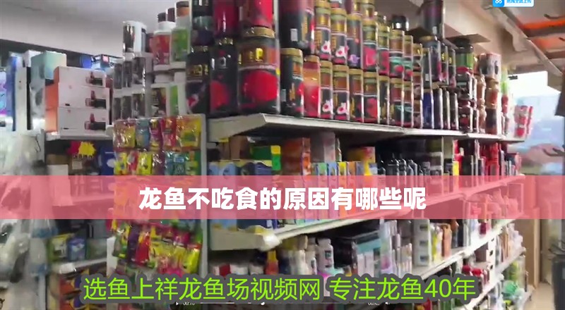 龍魚不吃食的原因有哪些呢