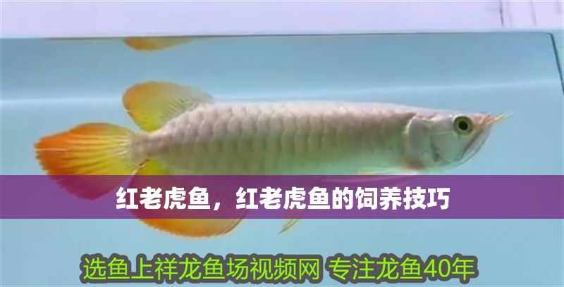 紅老虎魚，紅老虎魚的飼養技巧