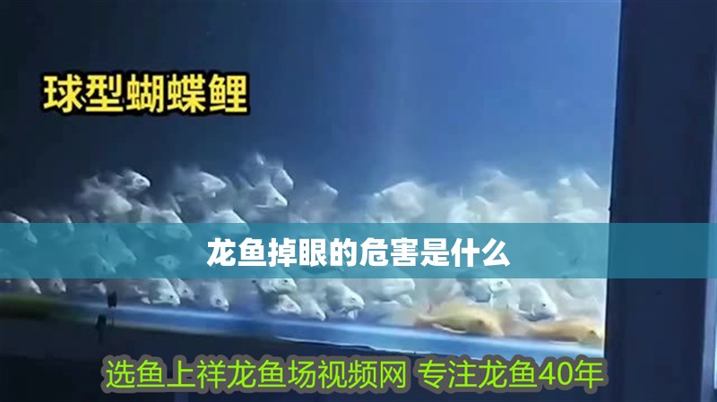 龍魚掉眼的危害是什么 龍魚百科 第2張 龍魚掉眼的危害是什么 龍魚掉眼的危害是什么 龍魚百科 第2張