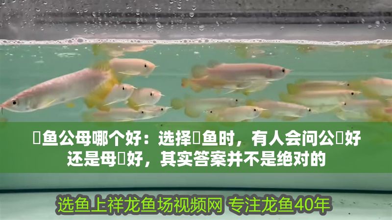 魟魚公母哪個好：選擇魟魚時，有人會問公魟好還是母魟好，其實答案并不是絕對的