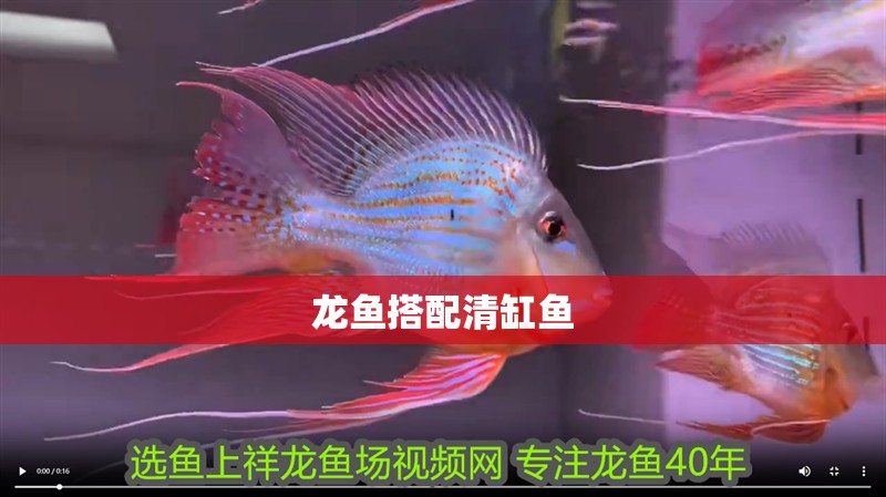 龍魚搭配清缸魚