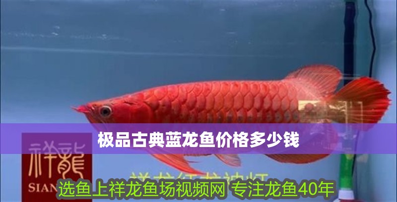 極品古典藍龍魚價格多少錢 極品古典藍龍魚價格多少錢 龍魚百科 第2張