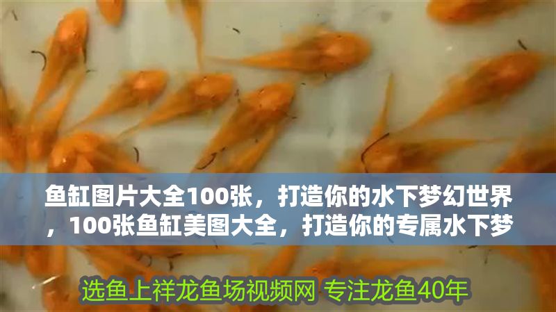 魚缸圖片大全100張，打造你的水下夢幻世界，100張魚缸美圖大全，打造你的專屬水下夢幻世界