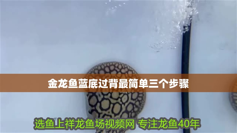 金龍魚藍底過背最簡單三個步驟