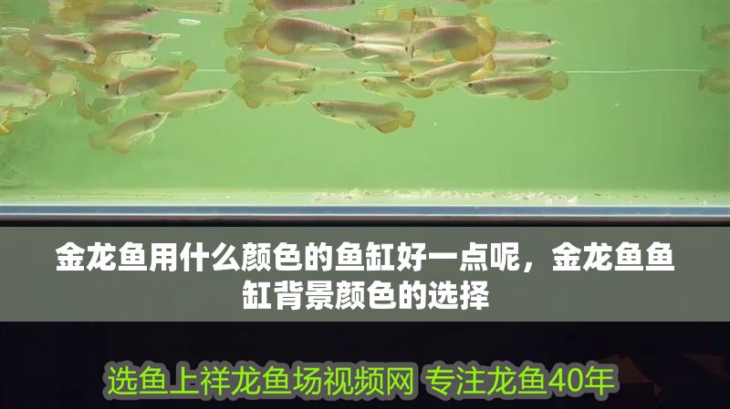 金龍魚用什么顏色的魚缸好一點(diǎn)呢，金龍魚魚缸背景顏色的選擇 金龍魚用什么顏色的魚缸好一點(diǎn)呢，金龍魚魚缸背景顏色的選擇 魚缸百科 第1張