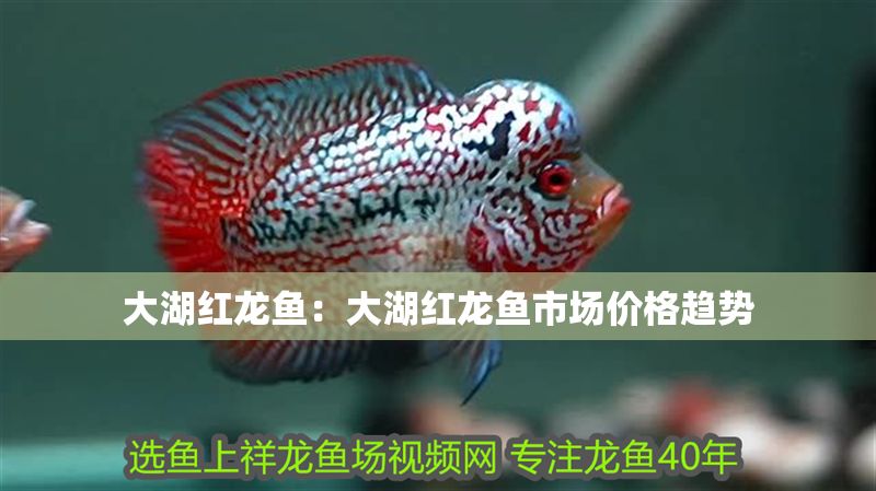 詳細(xì)閱讀:大湖紅龍魚:大湖紅龍魚市場(chǎng)價(jià)格趨勢(shì) 大湖紅龍魚:大湖紅龍魚市場(chǎng)價(jià)格趨勢(shì)