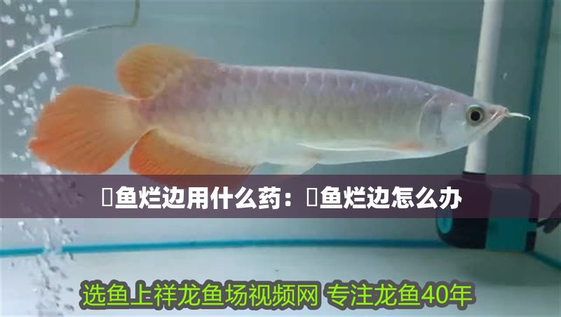 魟魚爛邊用什么藥：魟魚爛邊怎么辦