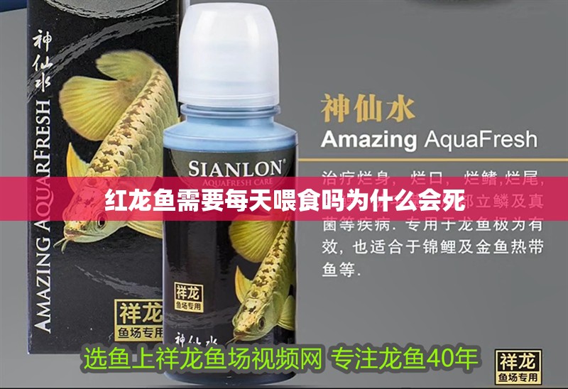 紅龍魚需要每天喂食嗎為什么會死