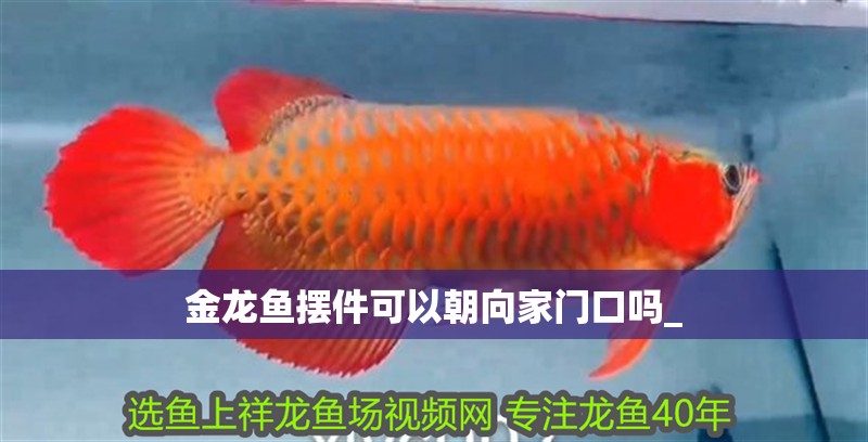 金龍魚擺件可以朝向家門口嗎_ 龍魚百科 第2張 金龍魚擺件可以朝向家門口嗎_ 金龍魚擺件可以朝向家門口嗎_ 龍魚百科 第2張