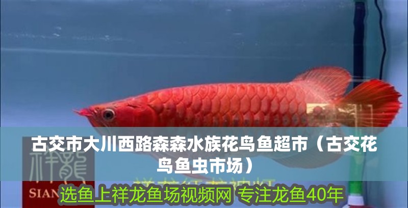 古交市大川西路森森水族花鳥(niǎo)魚(yú)超市（古交花鳥(niǎo)魚(yú)蟲(chóng)市場(chǎng)）