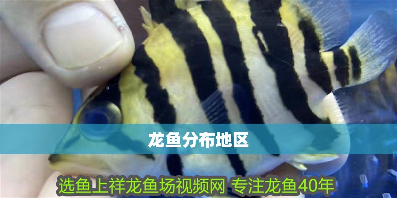 龍魚分布地區(qū) 龍魚百科 第2張 龍魚分布地區(qū) 龍魚分布地區(qū) 龍魚百科 第2張