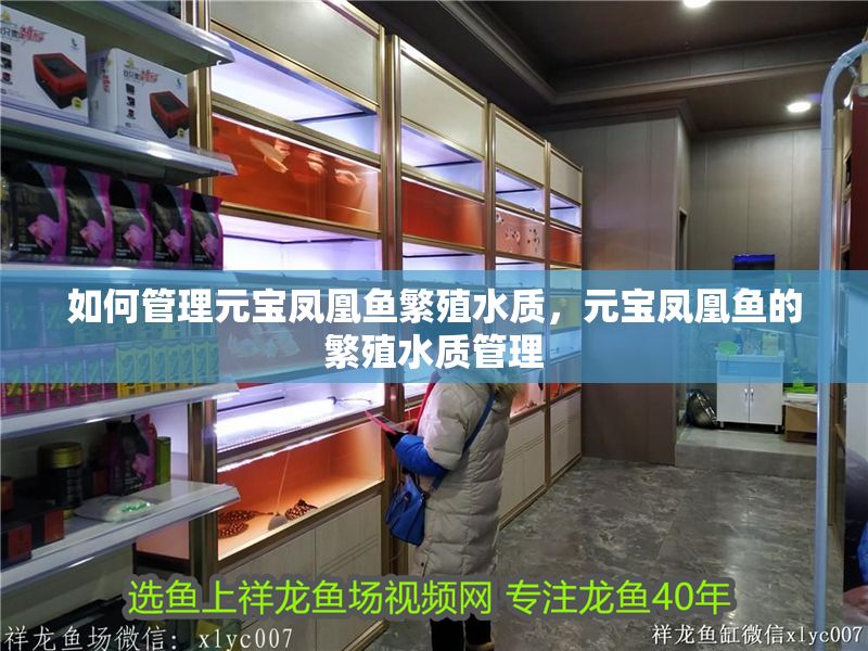 如何管理元寶鳳凰魚繁殖水質(zhì)，元寶鳳凰魚的繁殖水質(zhì)管理