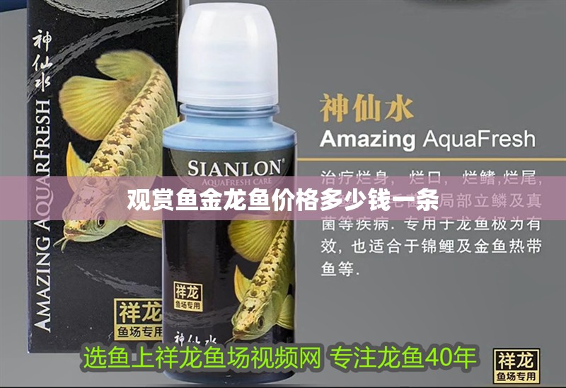 觀賞魚金龍魚價格多少錢一條