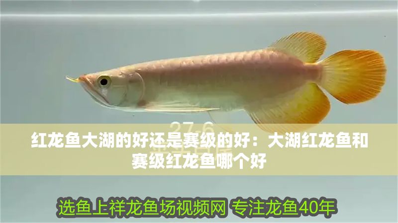 紅龍魚(yú)大湖的好還是賽級(jí)的好：大湖紅龍魚(yú)和賽級(jí)紅龍魚(yú)哪個(gè)好