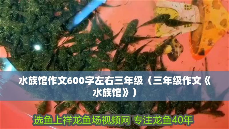 水族館作文600字左右三年級(jí)（三年級(jí)作文《水族館》）