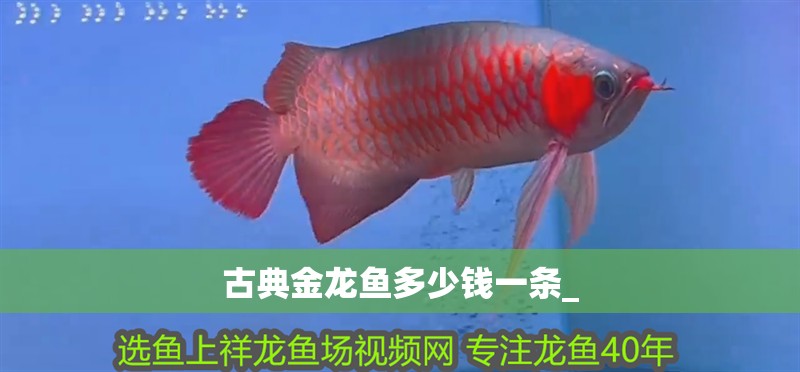 古典金龍魚多少錢一條_ 古典金龍魚多少錢一條_ 龍魚百科 第2張