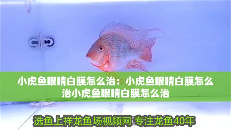 小虎魚眼睛白膜怎么治:小虎魚眼睛白膜怎么治小虎魚眼睛白膜怎么治 虎魚百科 第2張 小虎魚眼睛白膜怎么治:小虎魚眼睛白膜怎么治小虎魚眼睛白膜怎么治 小虎魚眼睛白膜怎么治:小虎魚眼睛白膜怎么治小虎魚眼睛白膜怎么治 虎魚百科 第2張