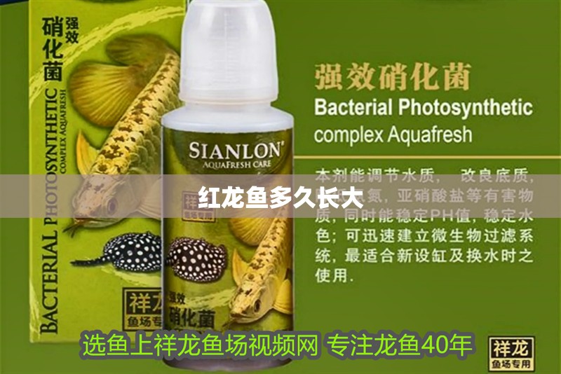 紅龍魚(yú)多久長(zhǎng)大