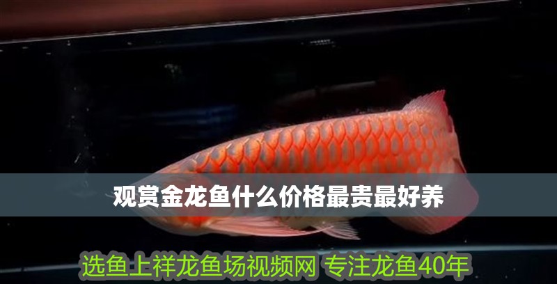 觀賞金龍魚什么價格最貴最好養 觀賞金龍魚什么價格最貴最好養 龍魚百科 第2張