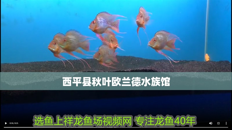 西平縣秋葉歐蘭德水族館