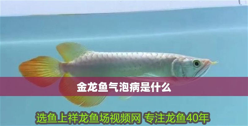 金龍魚氣泡病是什么