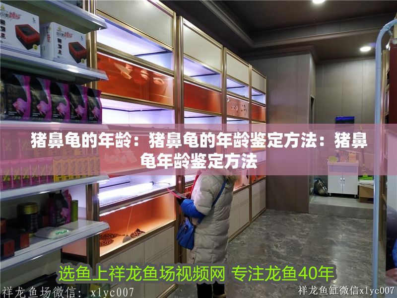 豬鼻龜的年齡:豬鼻龜的年齡鑒定方法:豬鼻龜年齡鑒定方法 豬鼻龜百科 第1張 豬鼻龜的年齡:豬鼻龜的年齡鑒定方法:豬鼻龜年齡鑒定方法 豬鼻龜的年齡:豬鼻龜的年齡鑒定方法:豬鼻龜年齡鑒定方法 豬鼻龜百科 第1張