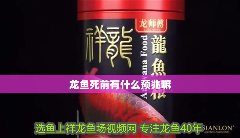 龍魚死前有什么預兆嘛 龍魚死前有什么預兆嘛 龍魚百科 第2張