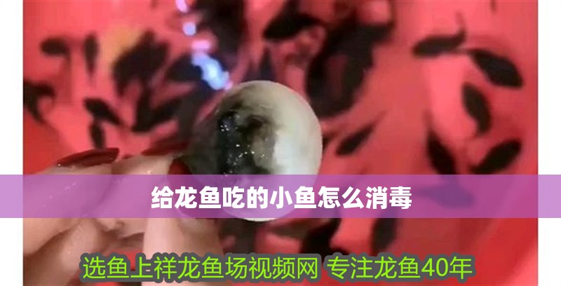 給龍魚吃的小魚怎么消毒