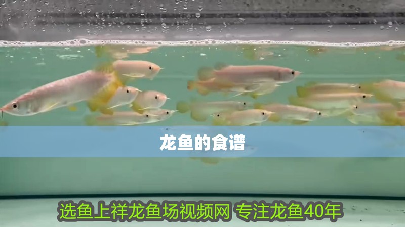 龍魚的食譜