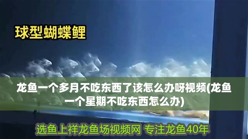 龍魚一個多月不吃東西了該怎么辦呀視頻(龍魚一個星期不吃東西怎么辦)