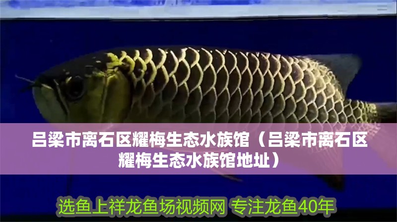 呂梁市離石區耀梅生態水族館（呂梁市離石區耀梅生態水族館地址）