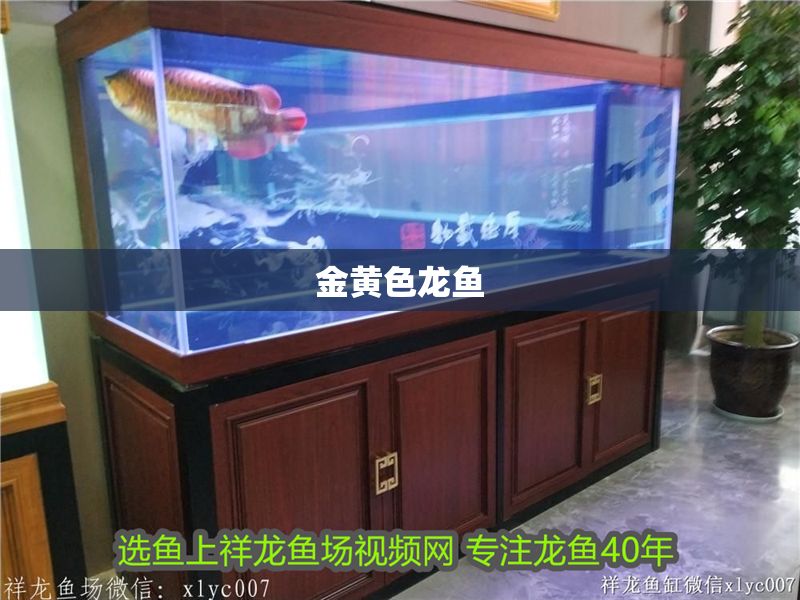 金黃色龍魚