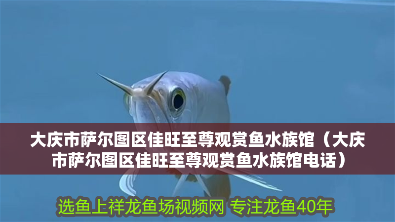 大慶市薩爾圖區(qū)佳旺至尊觀賞魚水族館（大慶市薩爾圖區(qū)佳旺至尊觀賞魚水族館電話）