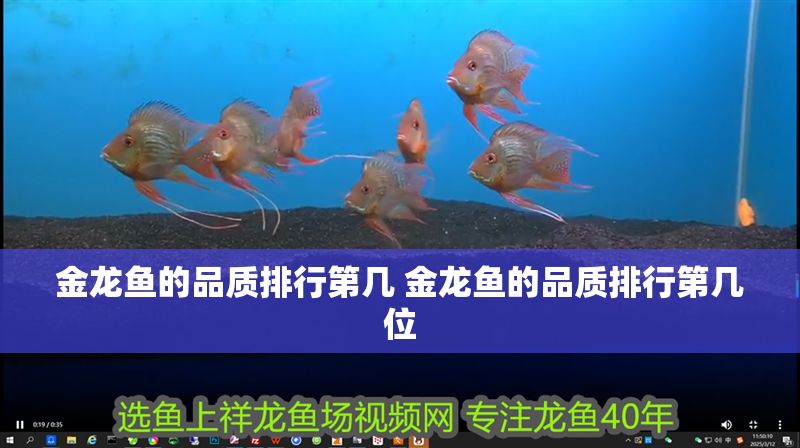金龍魚的品質排行第幾 金龍魚的品質排行第幾位 元寶鳳凰魚百科 第1張 金龍魚的品質排行第幾 金龍魚的品質排行第幾位 金龍魚的品質排行第幾 金龍魚的品質排行第幾位 元寶鳳凰魚百科 第1張