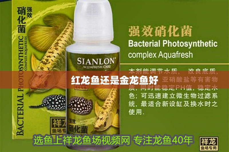 紅龍魚還是金龍魚好