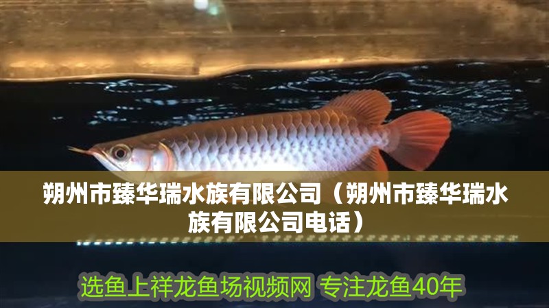 朔州市臻華瑞水族有限公司（朔州市臻華瑞水族有限公司電話）