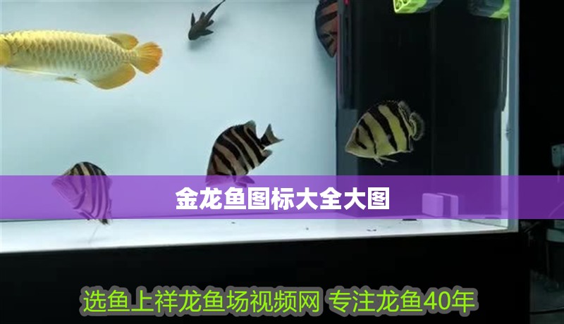金龍魚圖標大全大圖