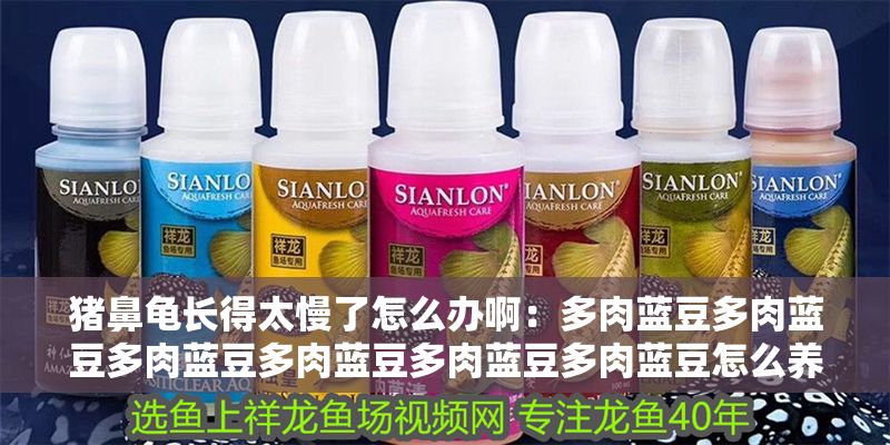 豬鼻龜長得太慢了怎么辦啊：多肉藍豆多肉藍豆多肉藍豆多肉藍豆多肉藍豆多肉藍豆怎么養 豬鼻龜長得太慢了怎么辦啊：多肉藍豆多肉藍豆多肉藍豆多肉藍豆多肉藍豆多肉藍豆怎么養 豬鼻龜百科 第1張