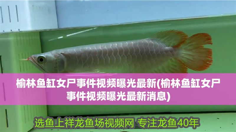 榆林魚缸女尸事件視頻曝光最新(榆林魚缸女尸事件視頻曝光最新消息)