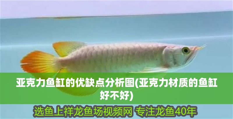 亞克力魚缸的優缺點分析圖(亞克力材質的魚缸好不好)