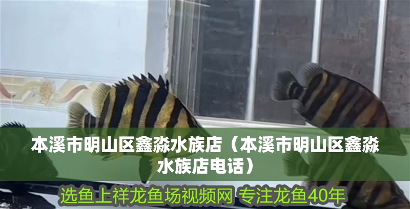本溪市明山區鑫淼水族店（本溪市明山區鑫淼水族店電話）