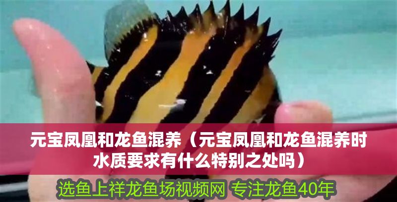 元寶鳳凰和龍魚(yú)混養(yǎng)（元寶鳳凰和龍魚(yú)混養(yǎng)時(shí)水質(zhì)要求有什么特別之處嗎）