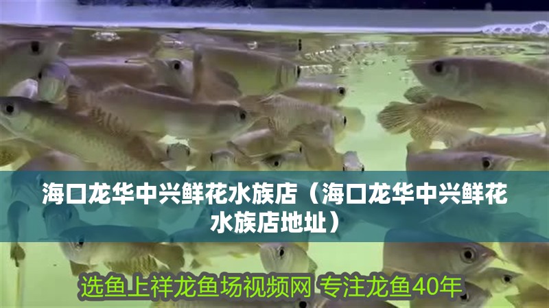 海口龍華中興鮮花水族店（海口龍華中興鮮花水族店地址）