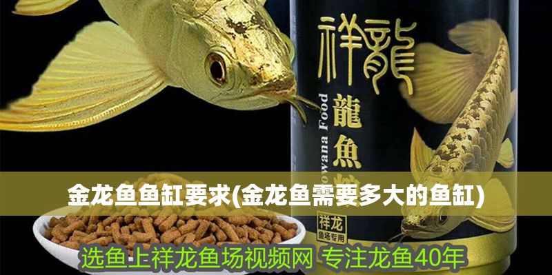 金龍魚魚缸要求(金龍魚需要多大的魚缸)