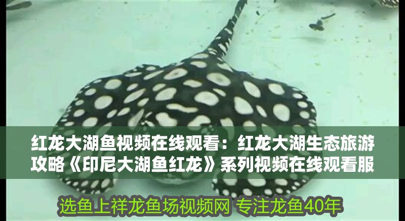 紅龍大湖魚視頻在線觀看：紅龍大湖生態旅游攻略《印尼大湖魚紅龍》系列視頻在線觀看服務